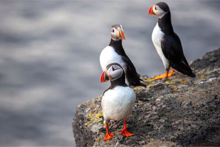 Vestmannaeyjar, Puffins & Volcanoes Small Group Day Tour