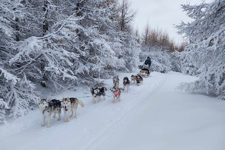 Private Dog Sledding in Akureyri 2