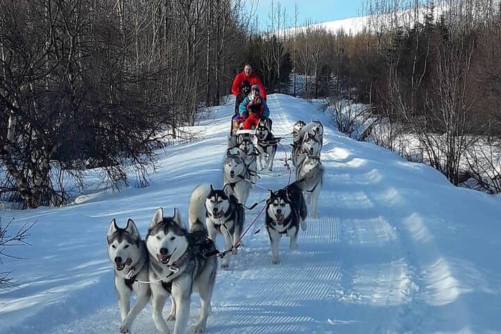 Dog Sledding Tour near Akureyri 4