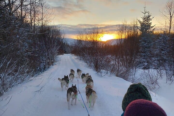 Private Dog Sledding in Akureyri 3