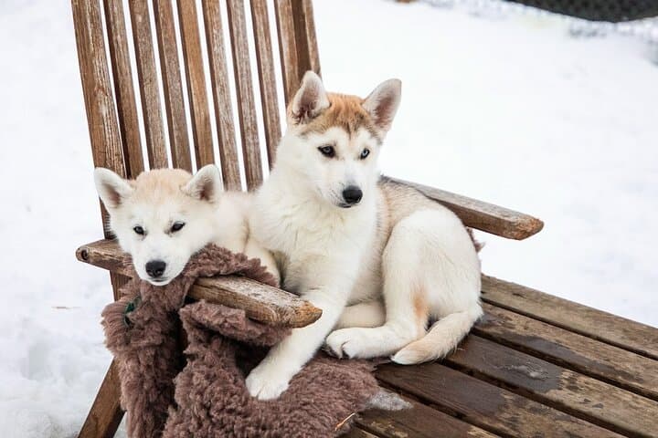 Private Dog Sledding in Akureyri 4