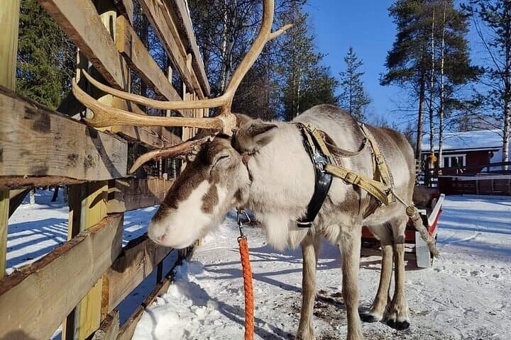 Arctic Animals Adventure with Lunch Buffet 3