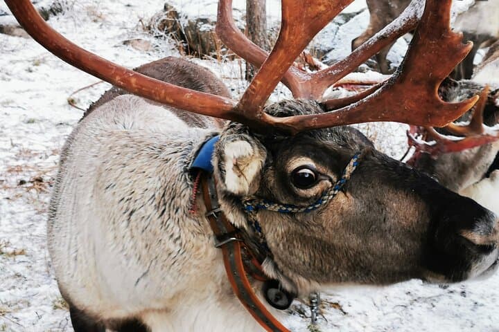 Arctic Animals Adventure with Lunch Buffet 5