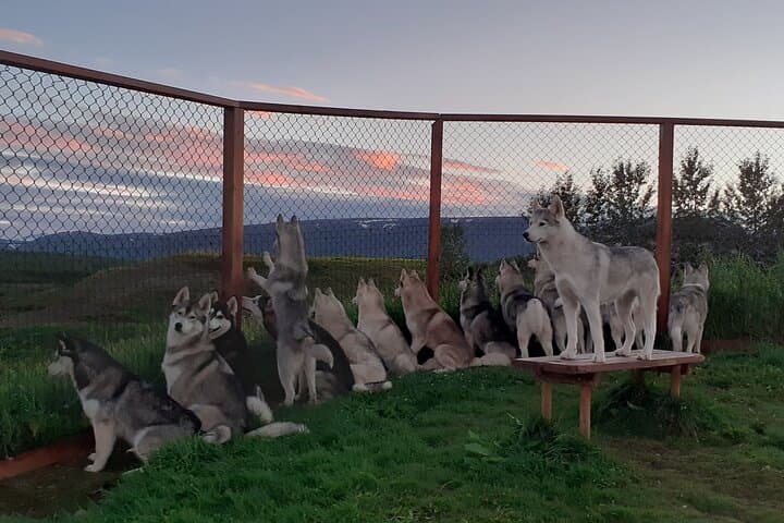 Husky Petting, in Akureyri 3