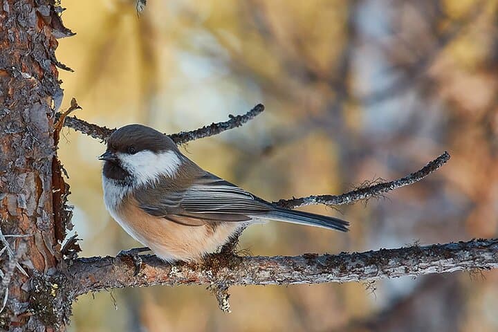 Half day Wildlife and Nature Photography 3