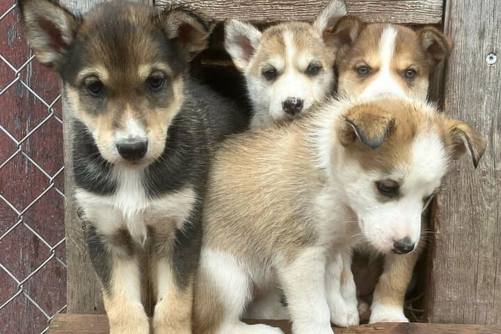 Husky cuddle at Fjälläventyr Dog Park - admission ticket 3