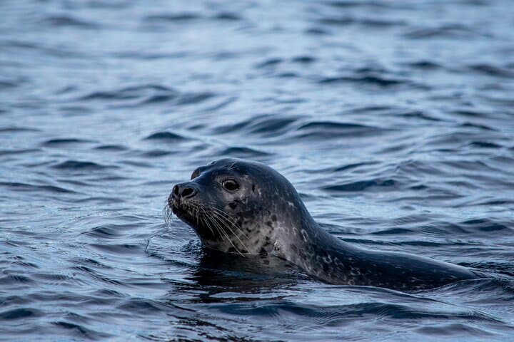 1 Hour Iceland Nature and Wildlife RIB Small Group Guided Safari 4