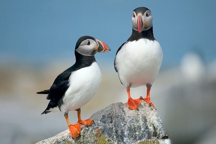 Puffins and Pirates ATV Tour 4