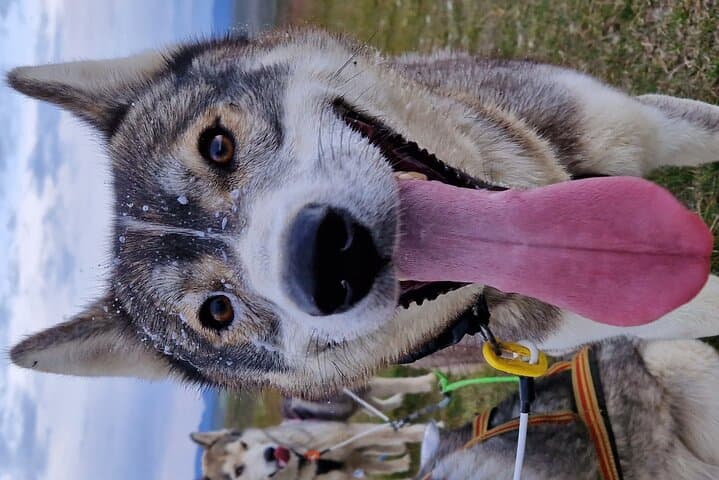Dog Sledding and Mushing Experience by Siberian Husky in Iceland 4