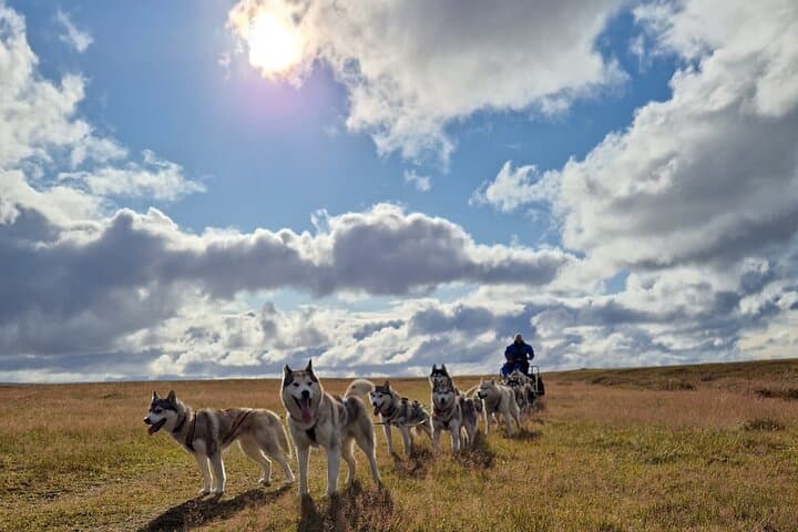 Dog Sledding and Mushing Experience by Siberian Husky in Iceland 5