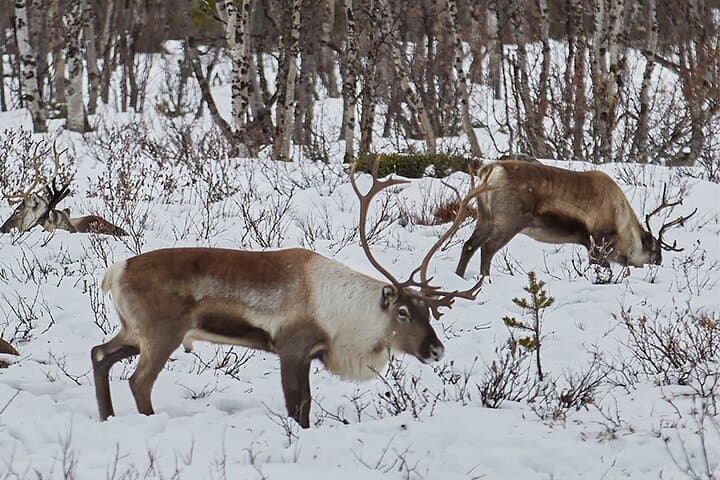 Half day Wildlife and Nature Photography 4