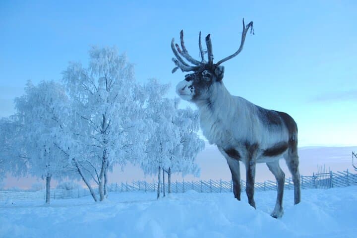Visit the Sami and Reindeer in a Day Trip from Abisko 3