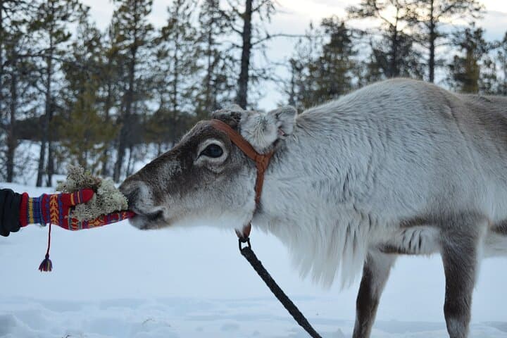 Visit the Sami and Reindeer in a Day Trip from Abisko 5