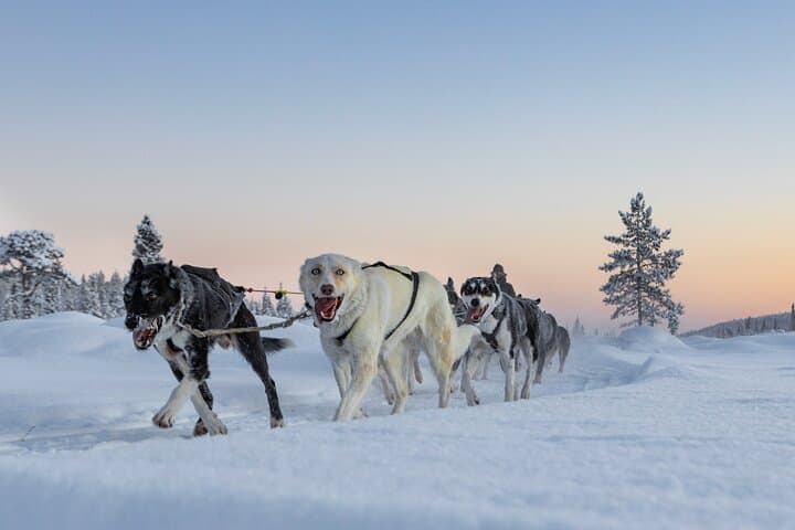 Polar Sunrise Eco Experience (10:00-13:00- driving the sled) 2