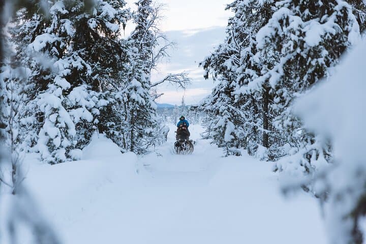 Dog sledding excursion to Kiruna 5