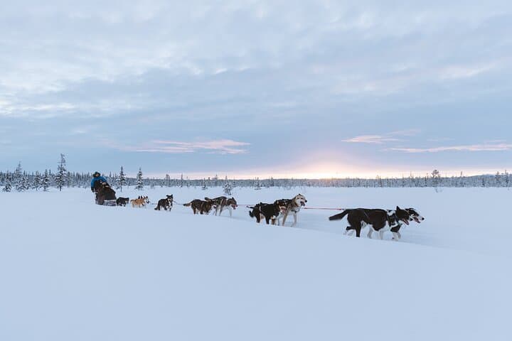 Dog sledding excursion to Kiruna 4