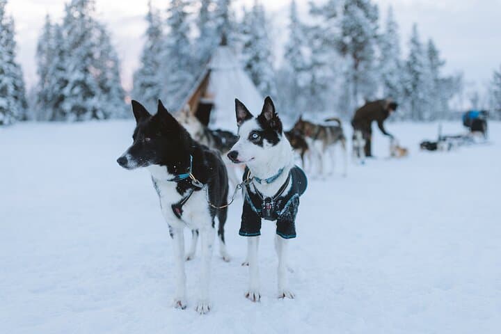 Dog sledding excursion to Kiruna 2