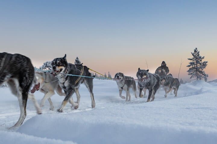 Arctic Afternoon Eco Experience (14:00-17:00- driving the sled) 5