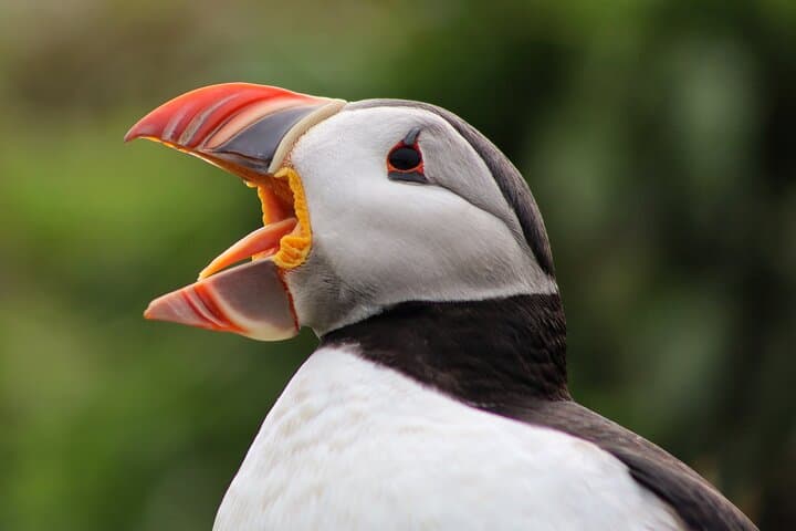 Private Puffin Encounter from Port of Seydisfjordur 2