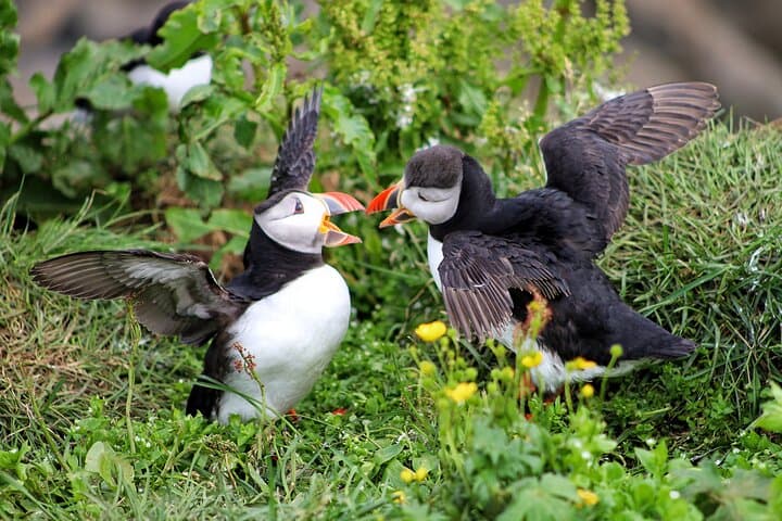 Private Puffin Encounter from Port of Seydisfjordur 3