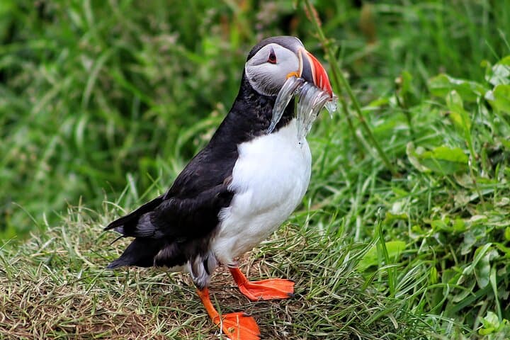 Private Puffin Encounter from Port of Seydisfjordur