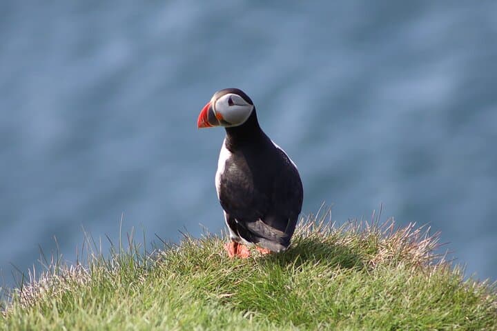 Private Puffin Encounter from Port of Seydisfjordur 4