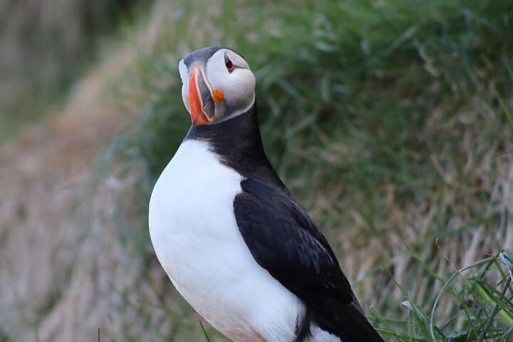Private Puffin Encounter from Port of Seydisfjordur 5