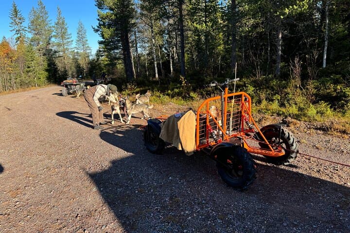 Dogcart - husky experience Sälen 2