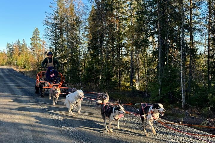 Dogcart - husky experience Sälen 3