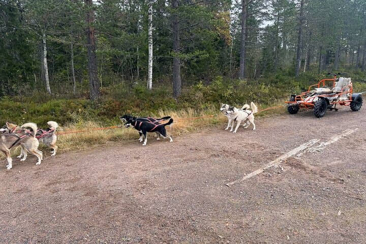 Dogcart - husky experience Sälen 4