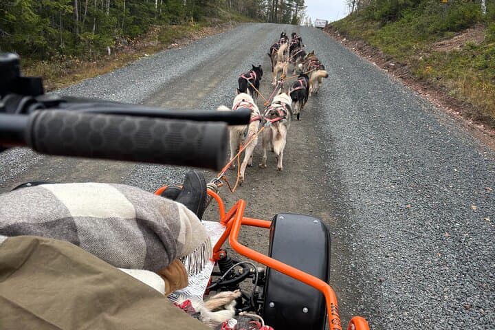 Dogcart - husky experience Sälen 5