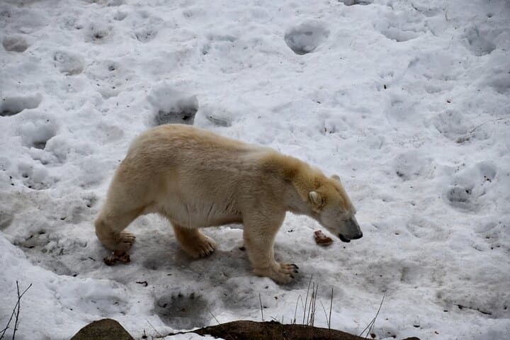 Ranua Zoo Experience with Private Transport and Optional Lunch