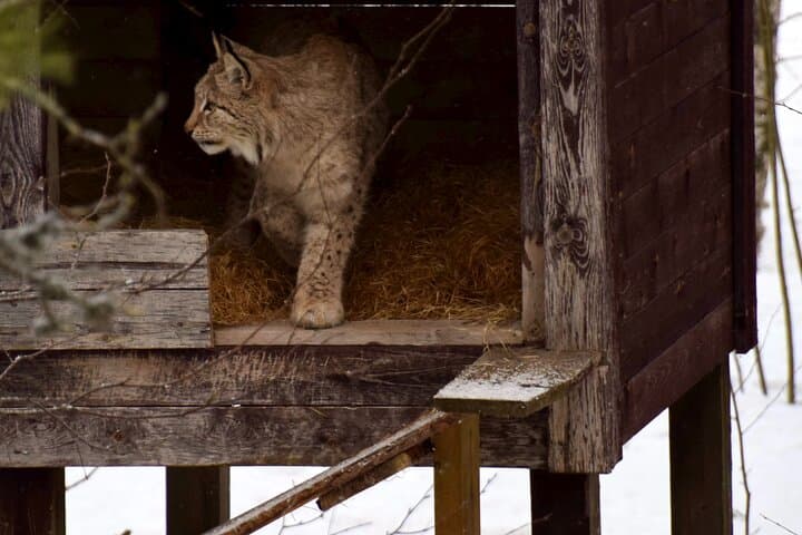 Ranua Zoo Experience with Private Transport and Optional Lunch 3