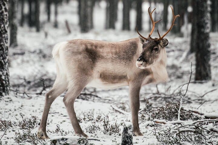 Expedition "INTO THE WILD" Safari and Lunch in Glass Igloo 5