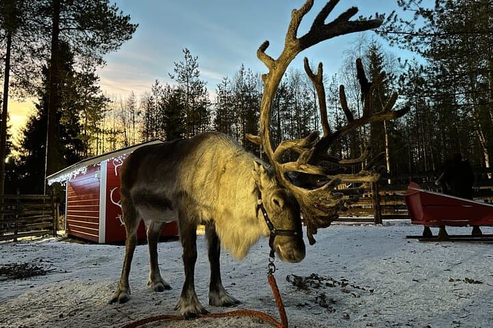 Meet Santa, Reindeer & Ranua Zoo – with Lunch & optional Husky 2