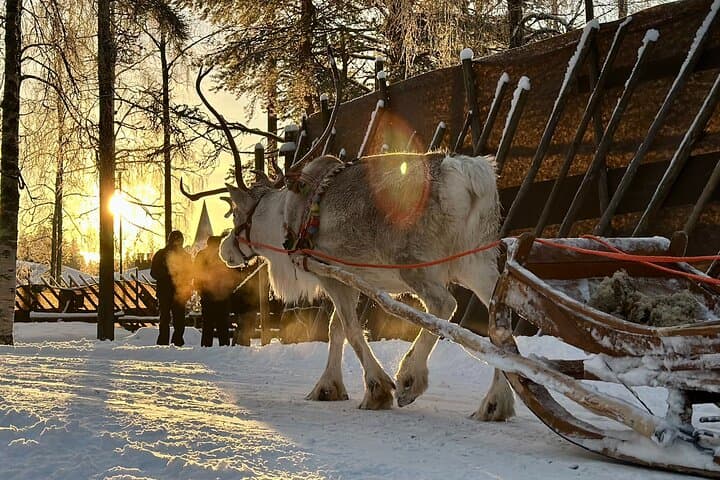 Meet Santa, Reindeer & Ranua Zoo – with Lunch & optional Husky 3