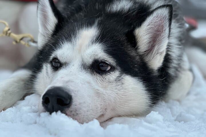 Meet Santa, Reindeer & Ranua Zoo – with Lunch & optional Husky 4