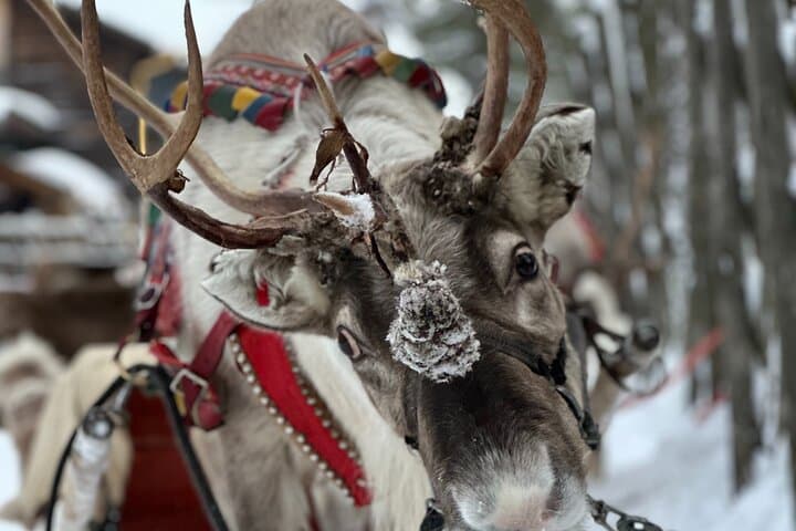 Meet Santa, Reindeer & Ranua Zoo – with Lunch & optional Husky 5