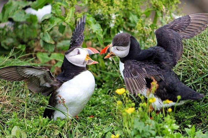 Borgarfjörður Eystri Puffin Tour from Seyðisfjörður Port 2