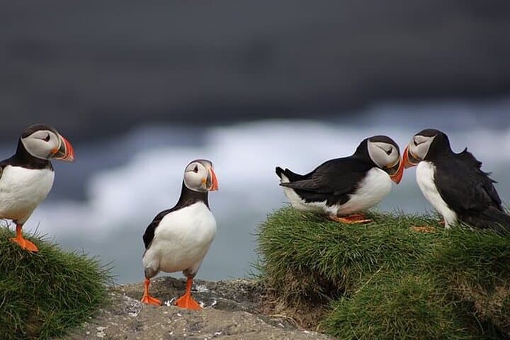 Borgarfjörður Eystri Puffin Tour from Seyðisfjörður Port 3