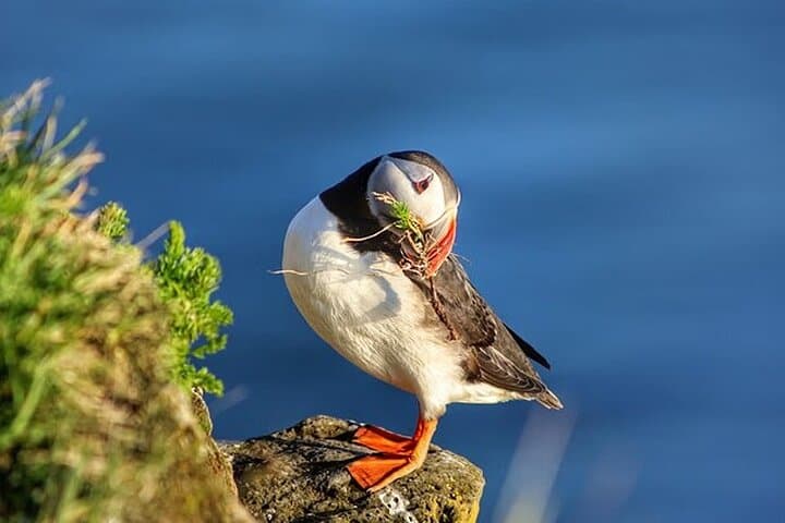 Borgarfjörður Eystri Puffin Tour from Seyðisfjörður Port 4