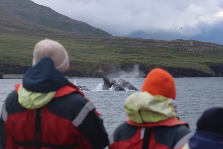 Express Whale Watching in Dalvik 5