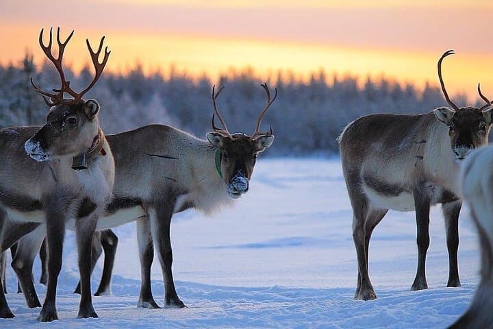 ROVANIEMI: Reindeer Farm Visit and Walking 4