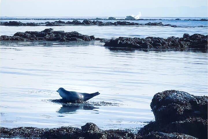 Isafjordur and Westfjords Private Tour 2
