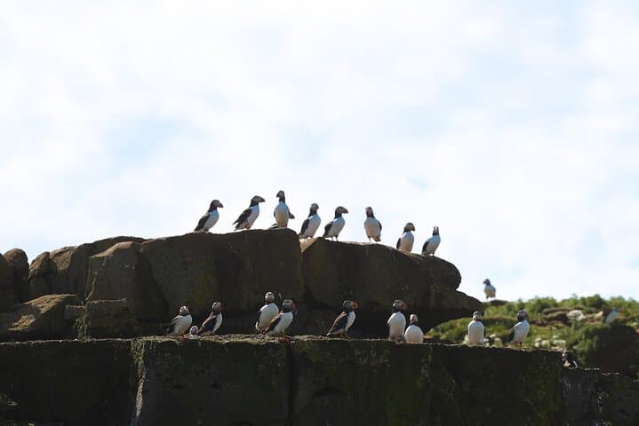Puffin Jet ski tour in Reykjavík 4
