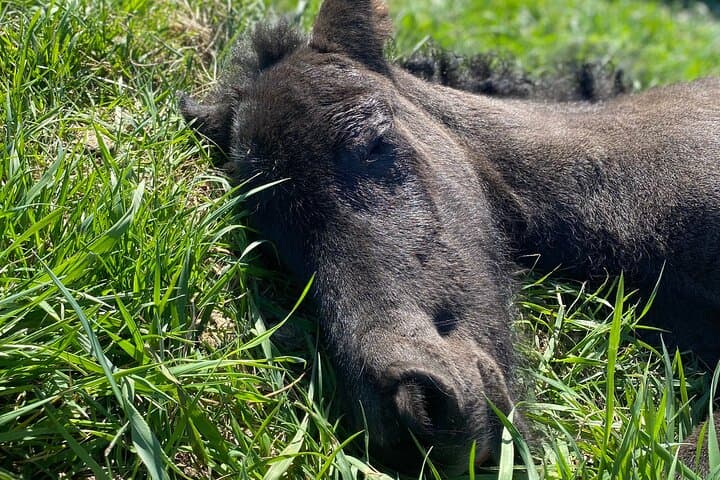 Horse Riding Tour and Explore Scenery in Gásir Akureyri 3