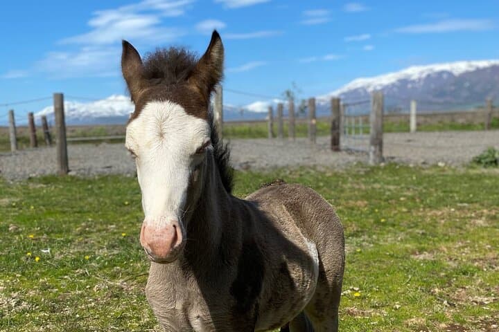 Horse Riding Tour and Explore Scenery in Gásir Akureyri 5