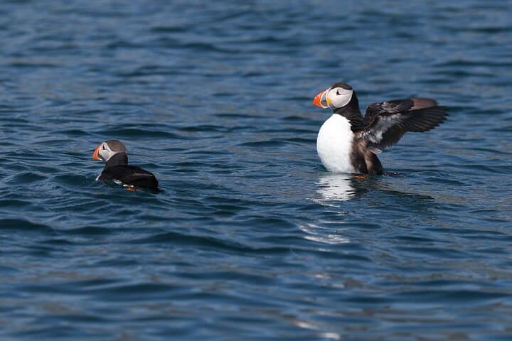 Puffin Jet ski tour in Reykjavík 3