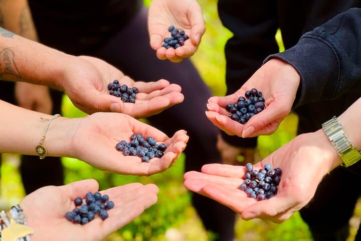 Enchanting Afternoon in Nuuksio National Park with Campfire snack 4