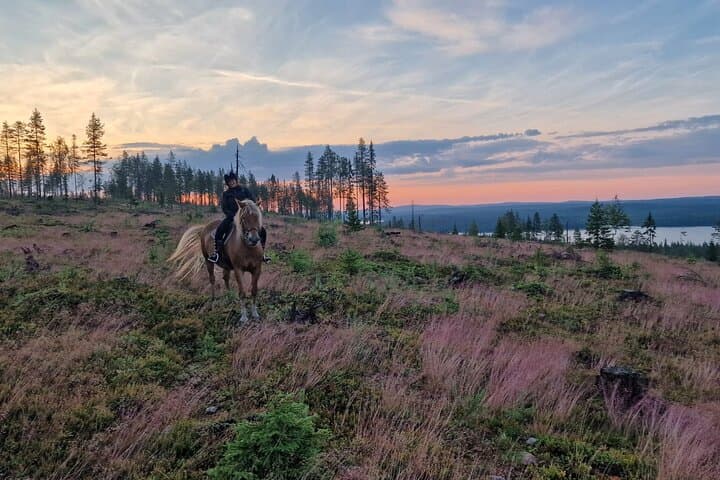 Horseback Ride in Finnish Forest from Rovaniemi 4